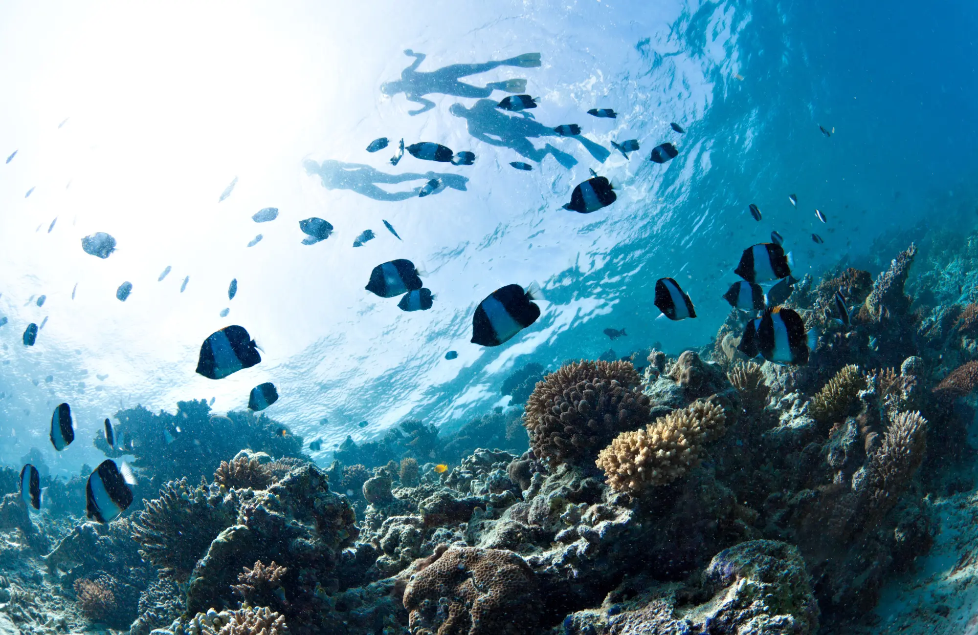 From Seminyak to Serenity: Your Seamless Journey with an Exclusive Lembongan Day Pass images